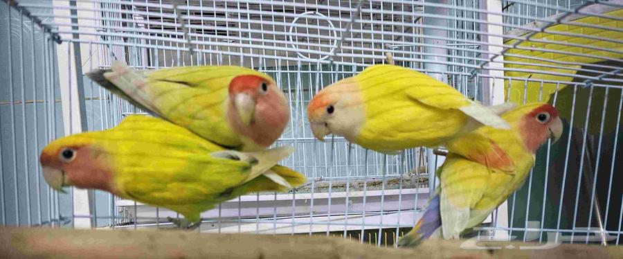 طيور روز64434169379841111