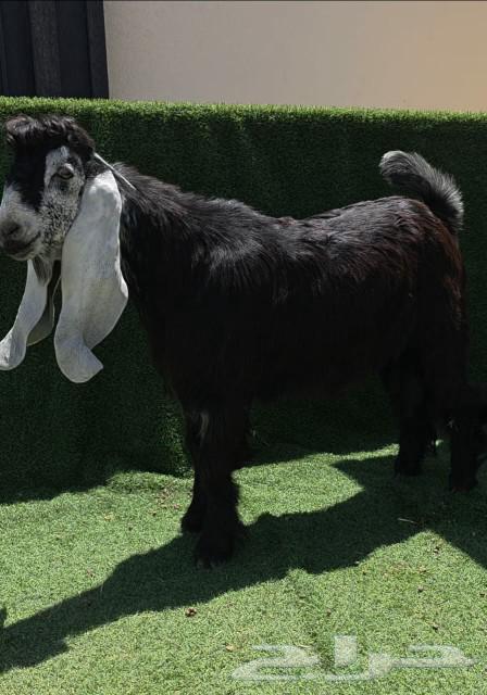 Discounted Cross Trunk64437221049218110