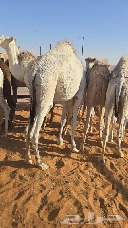 قعدان للبيع64439158994307112