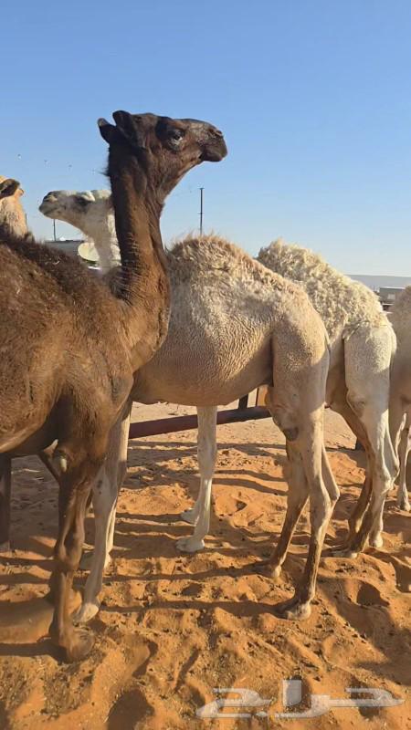 قعدان للبيع64439158994307110