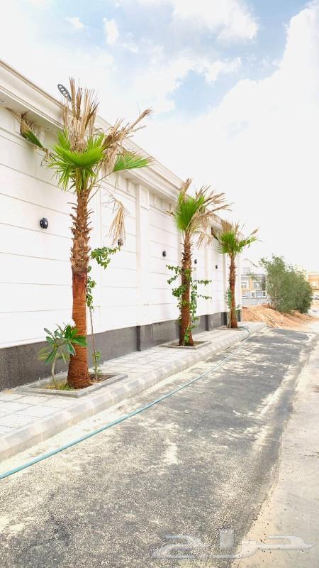 نخل واشنطن فاخر64435754784771110