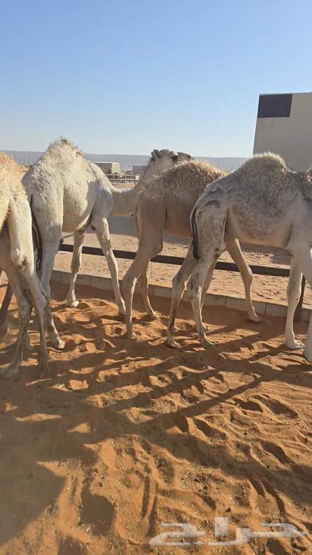 قعدان للبيع64439158994307111