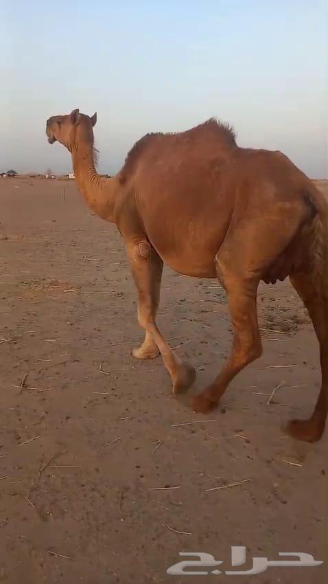 ناقه ملاقي باخره64436641876227110