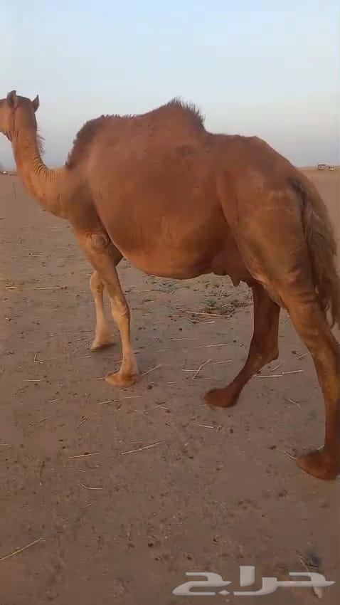 ناقه ملاقي باخره64436641876227113