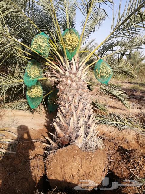 نخل للبيع نخل مثمر جميع الانواع64434958975106114