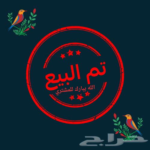 (Sold) For sale, a pair of fancy Fischer's lovebirds, rare ones, MashaAllah64420431756802110