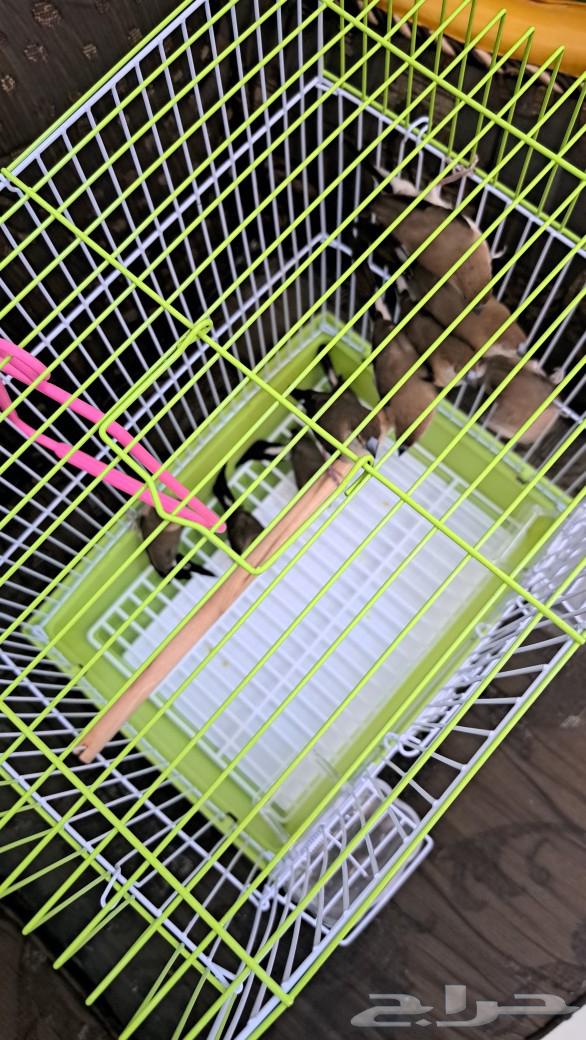 Local Zebra Birds64438015589635111