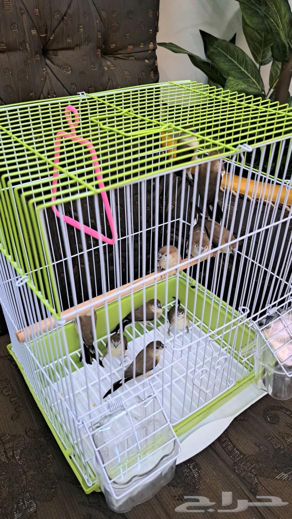 Local Zebra Birds64438015589635110