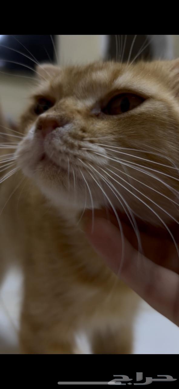 Scottish Fold Cat, Crazy, Spoiled, and Adorable64441883001473111