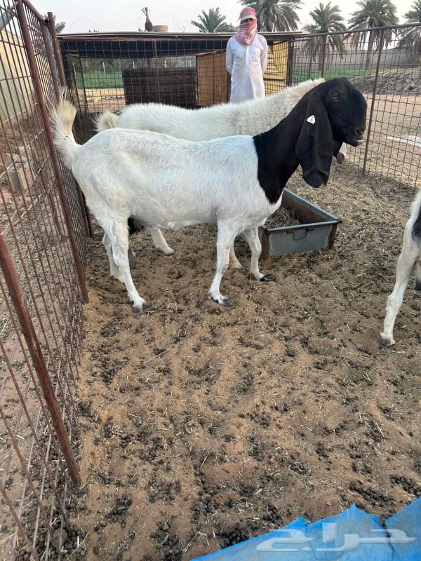 تيس مشروك وعنزين64439389148802111