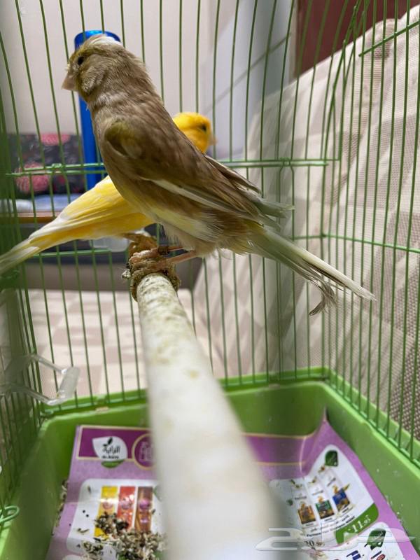 زوج من الكناري64439009440898111