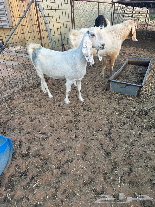 تيس مشروك وعنزين64439389148802110