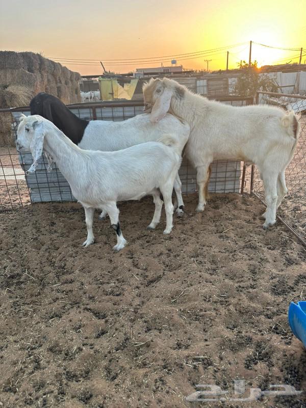 تيس مشروك وعنزين64439389148802112