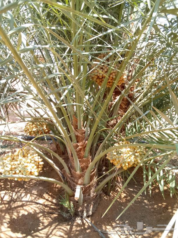 نخل للبيع نخل مثمر جميع الانواع64434958975106111