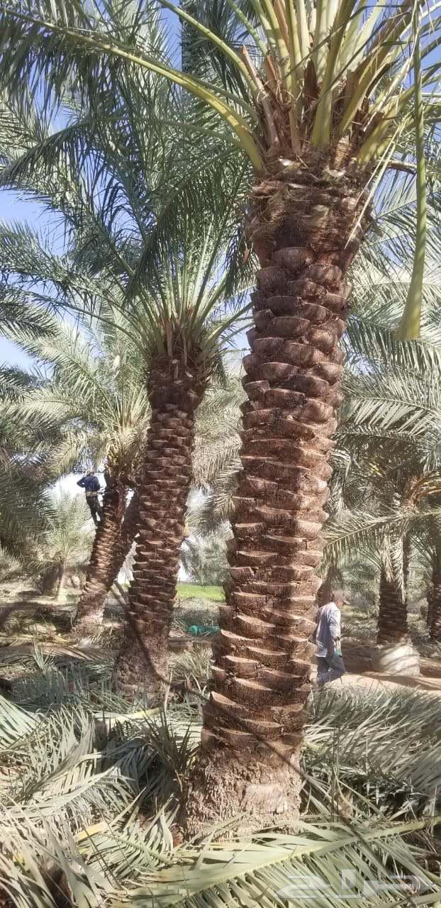 نخل صقعي مجدولي اخلاص سكري برحي نخيل واشنطني64439239572097113