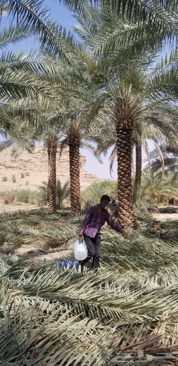 نخل صقعي مجدولي اخلاص سكري برحي نخيل واشنطني64439239572097112