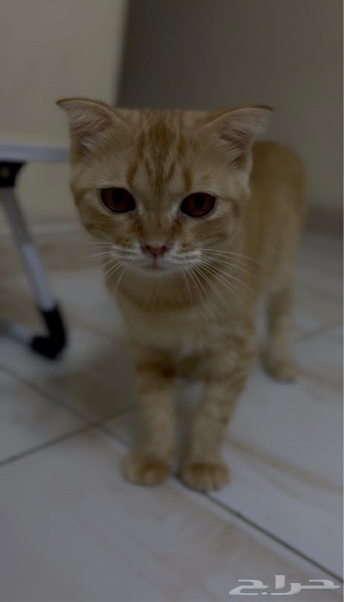 Scottish Fold Cat, Crazy, Spoiled, and Adorable64441883001473112