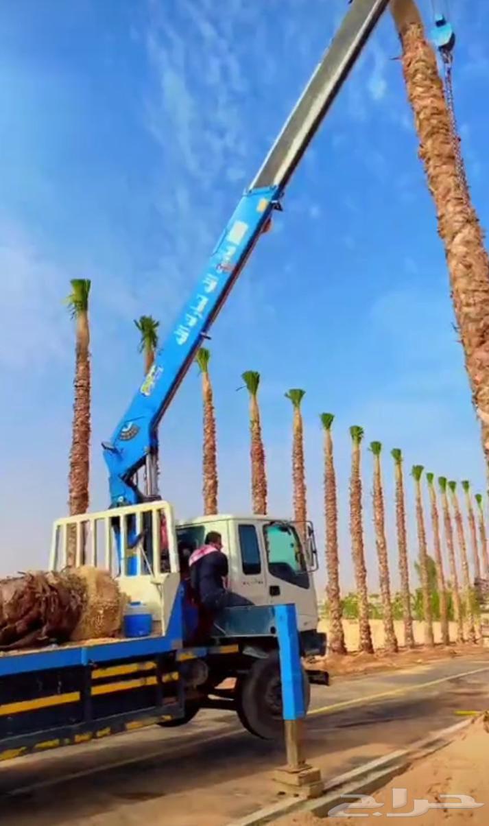 Palm trees, Shantini, and first-class Arab with monthly maintenance64434863806977113