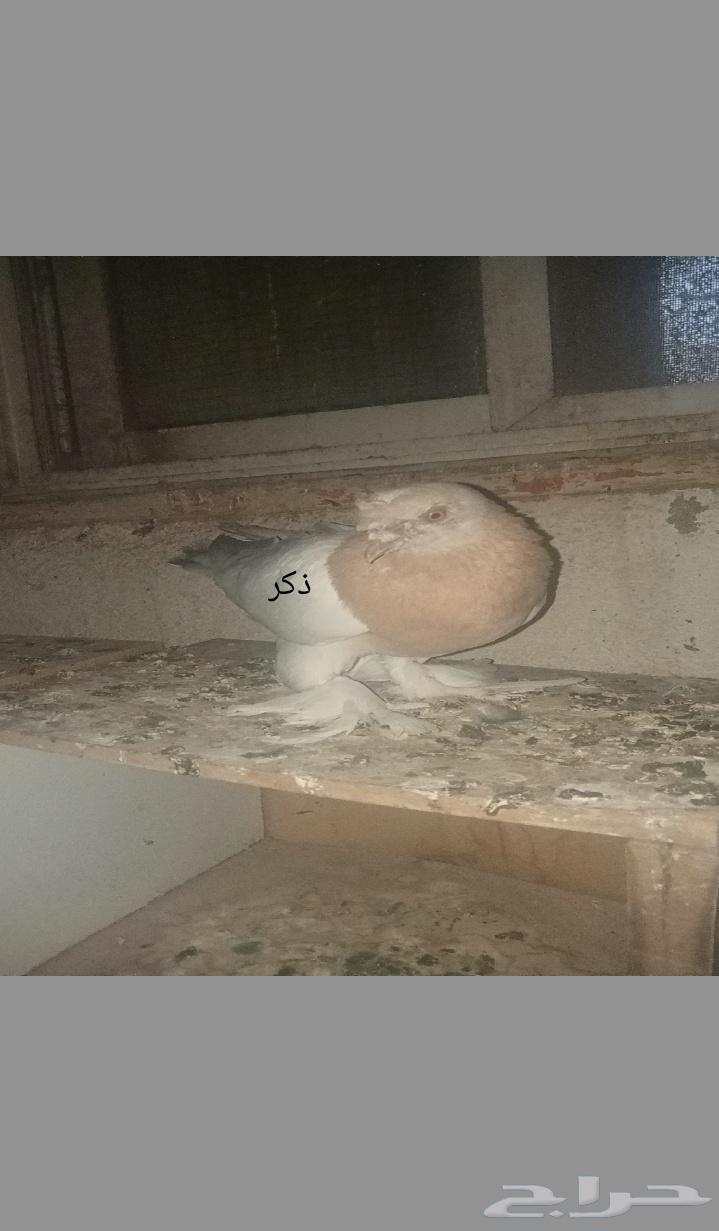 للبيع اتراك الفين64434782026626112