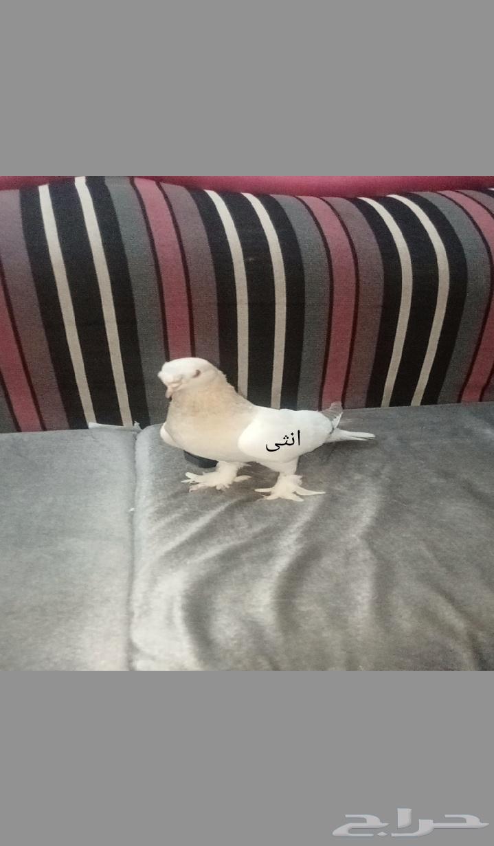 للبيع اتراك الفين64434782026626110