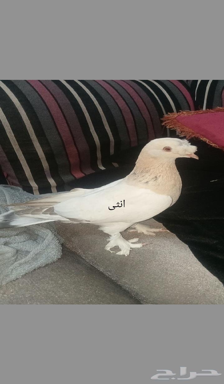 للبيع اتراك الفين64434782026626111