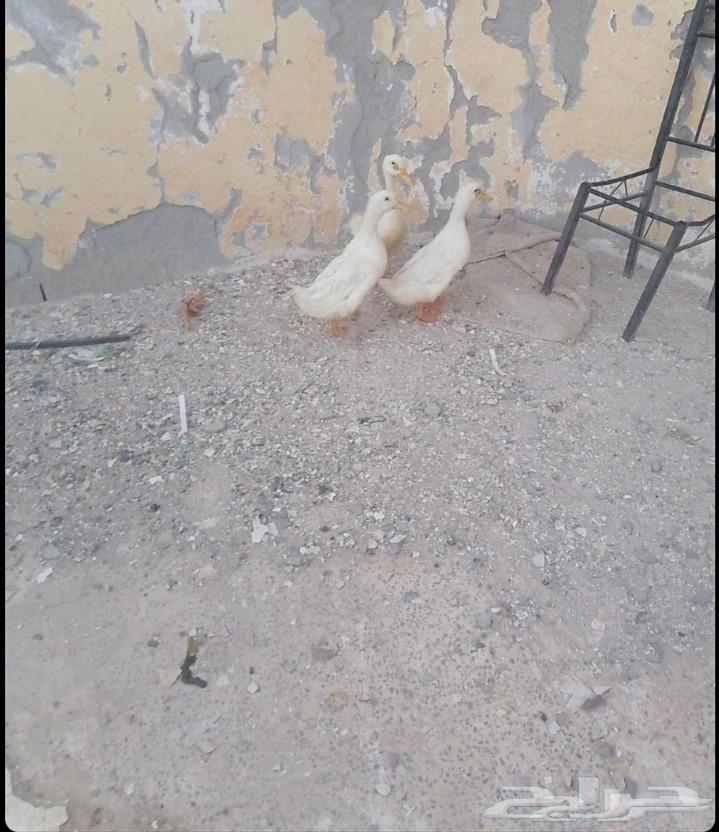 بط نظيف مافي شي64440519611779111