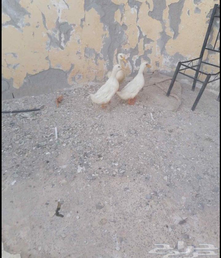 بط نظيف مافي شي64440519611779112