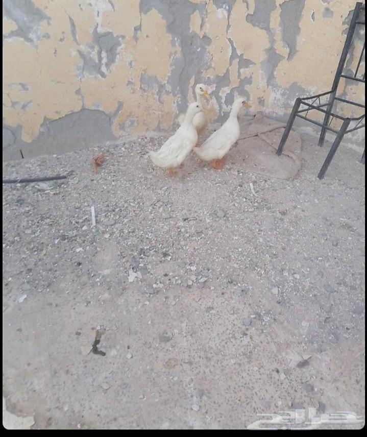 بط نظيف مافي شي64440519611779113