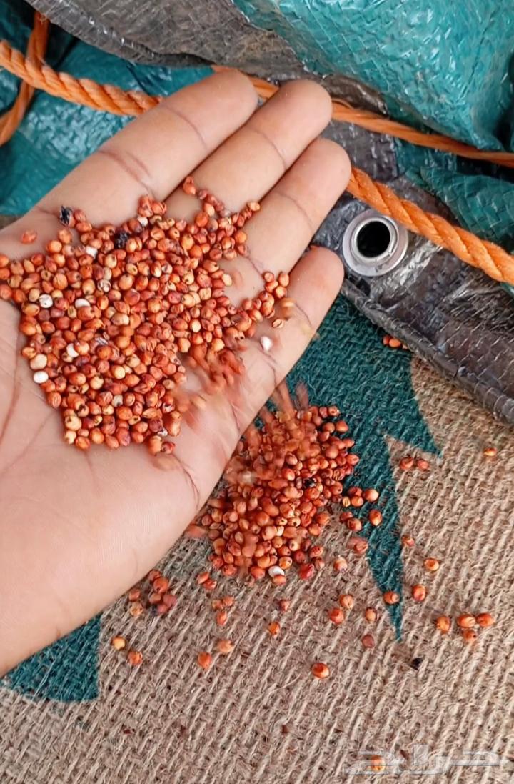 حب احمر خريف جديد64433619852930111