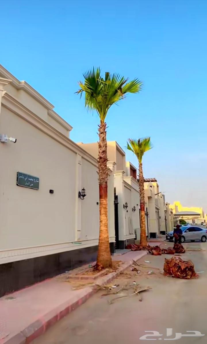 Palm trees, Shantini, and first-class Arab with monthly maintenance64434863806977112