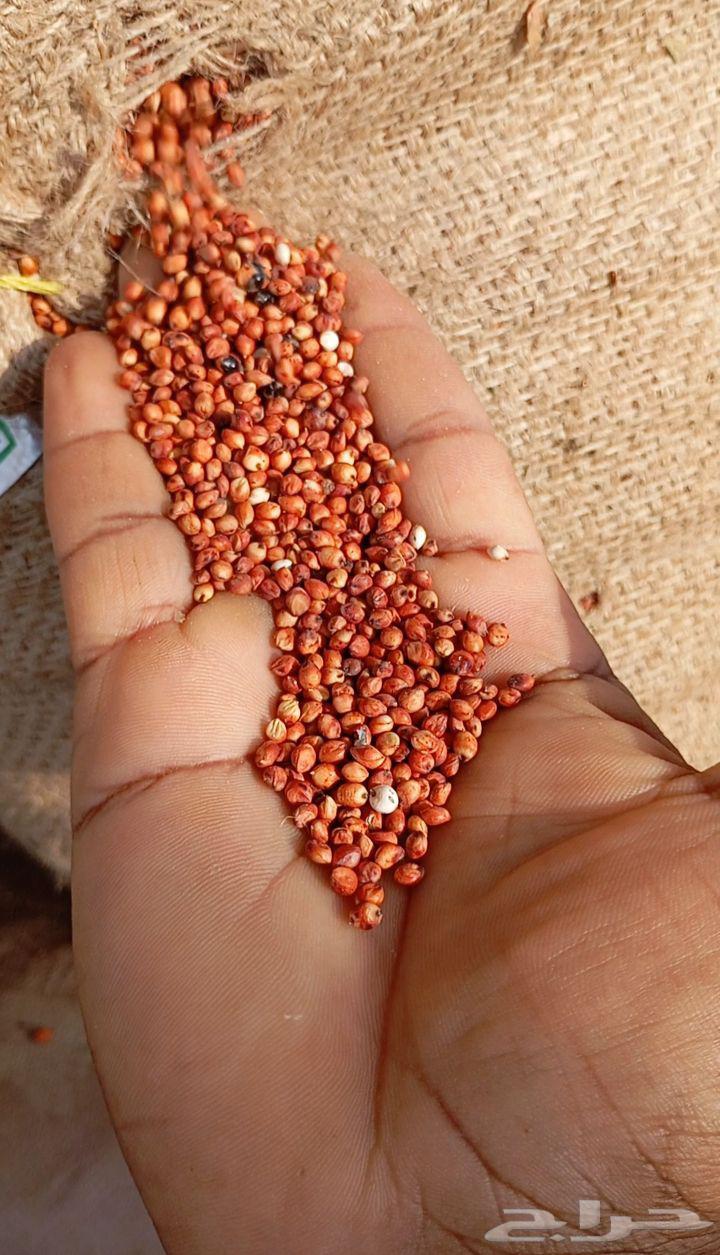 حب احمر خريف جديد64433619852930110