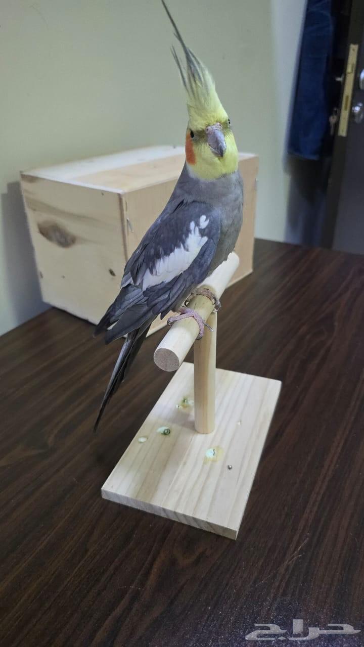 عصافير الكروان64439320616451112