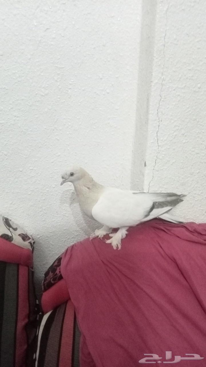 للبيع اتراك الفين64434782026626114