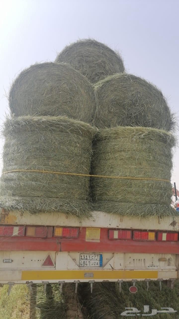 علف رودس للبيع64440015883265110