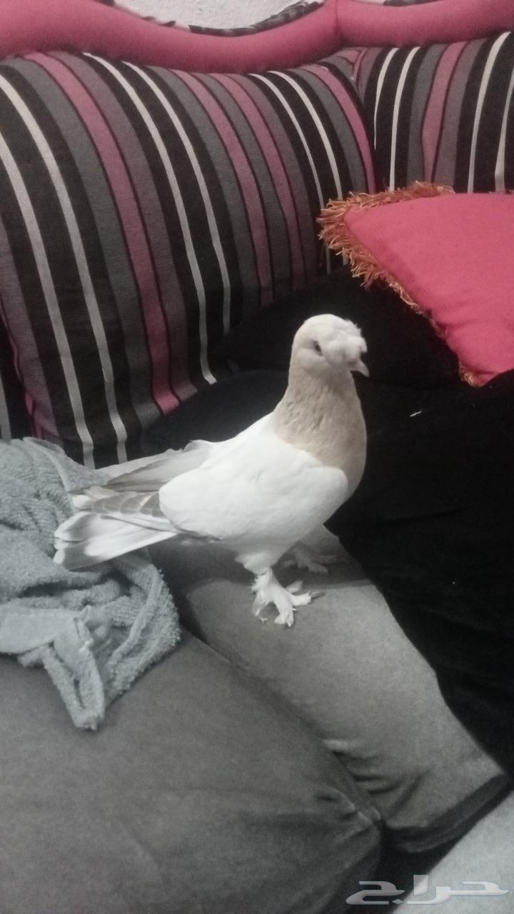 للبيع اتراك الفين64434782026626113