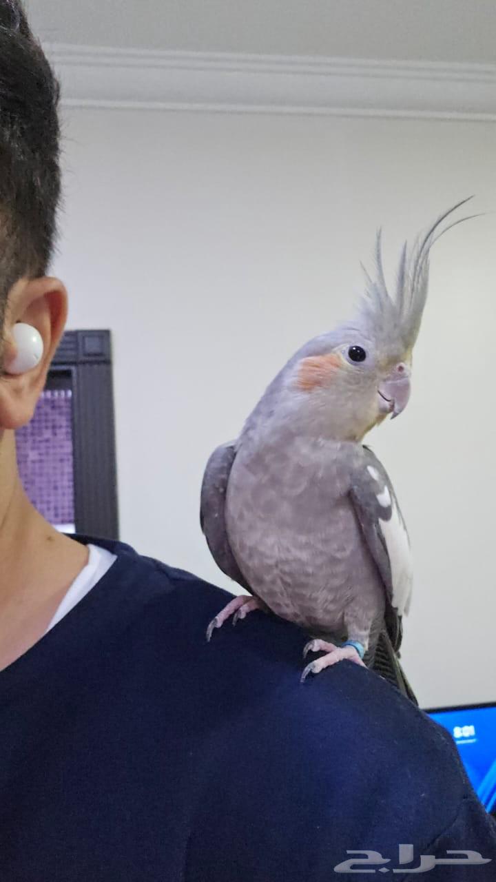 عصافير الكروان64439320616451113