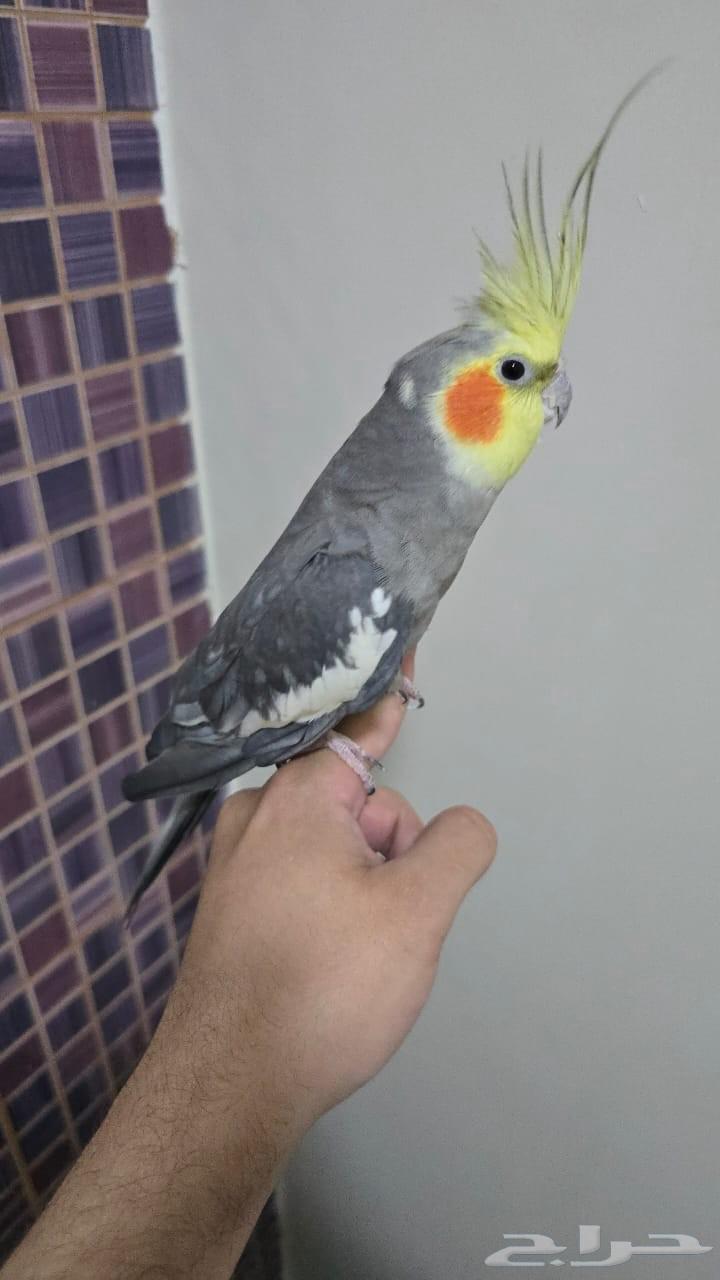 عصافير الكروان64439320616451111