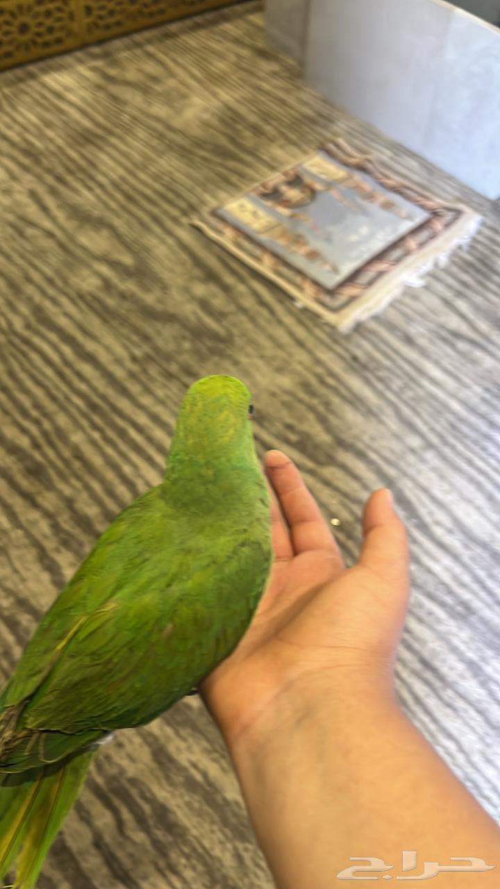 ببغاء درة للبيع العمر تقريبا 9 أشهر غير معترف الجنس أليف64437733539203113
