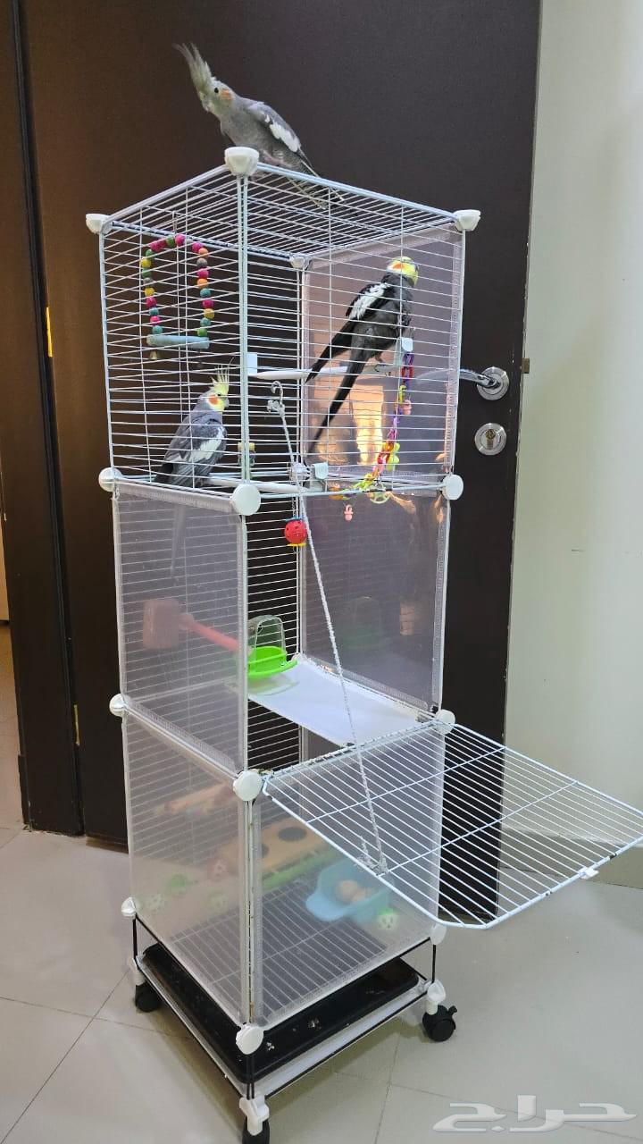 عصافير الكروان64439320616451114