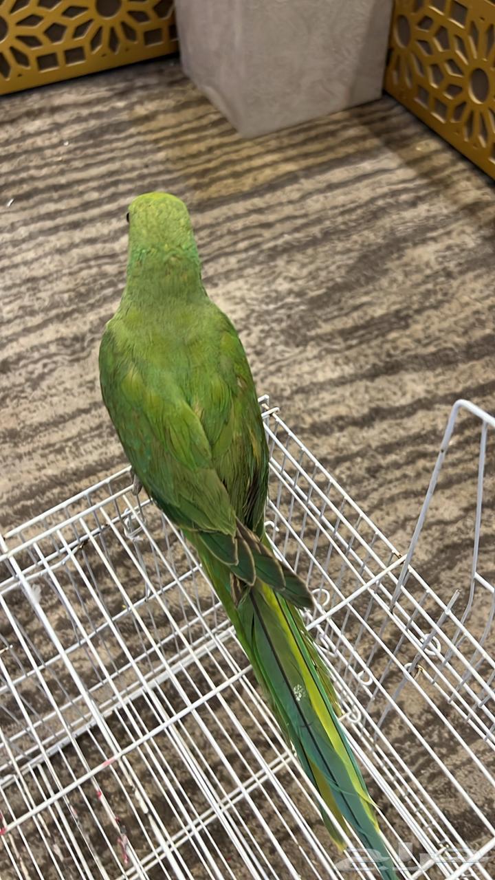 ببغاء درة للبيع العمر تقريبا 9 أشهر غير معترف الجنس أليف64437733539203111