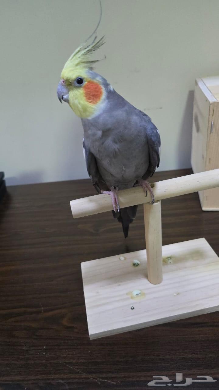 عصافير الكروان64439320616451110