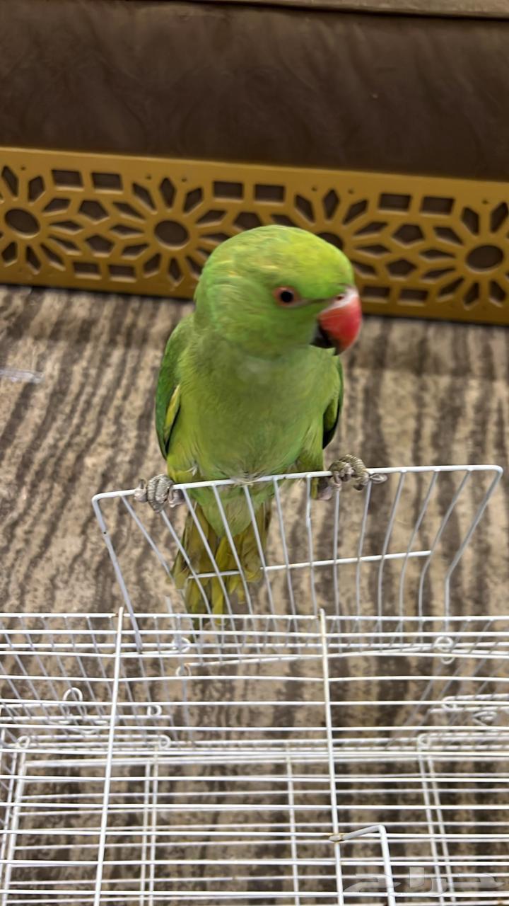 ببغاء درة للبيع العمر تقريبا 9 أشهر غير معترف الجنس أليف64437733539203112