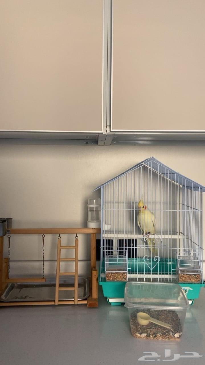 للبيع بغبغاء النوع كروان مولود 2023 شهر 9 الجنس (انثى) أ64435656039171110