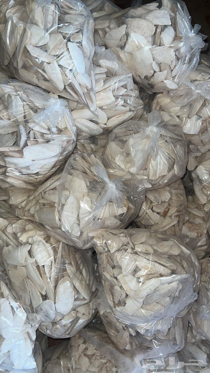 Broken squid bone for birds.64441773368323113