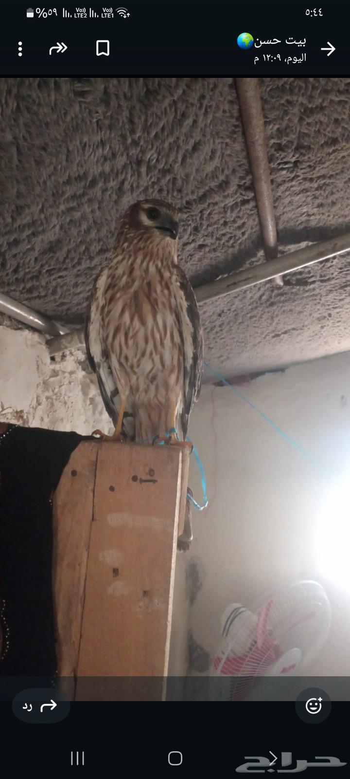 للبيع حر علي السوم64439105130499112