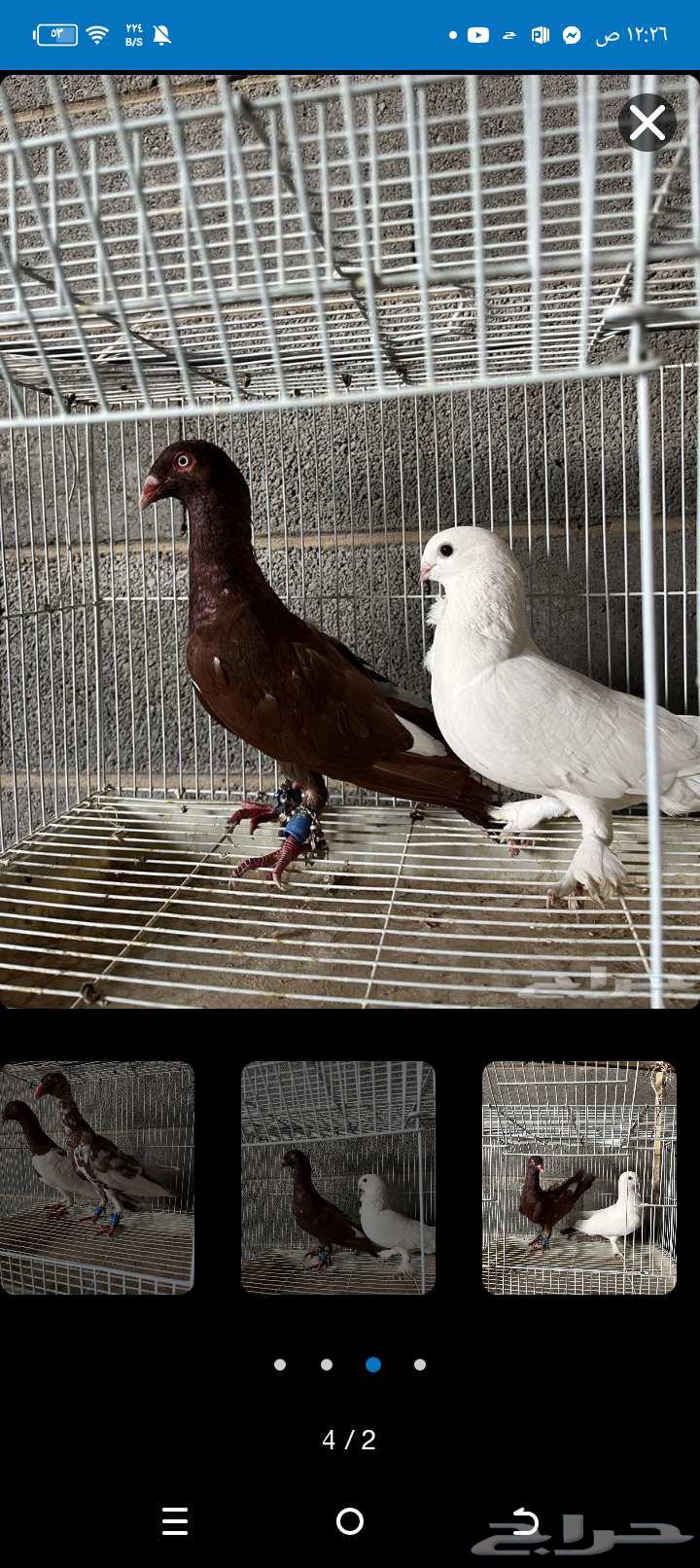 زوجين للبيع64435067946369110