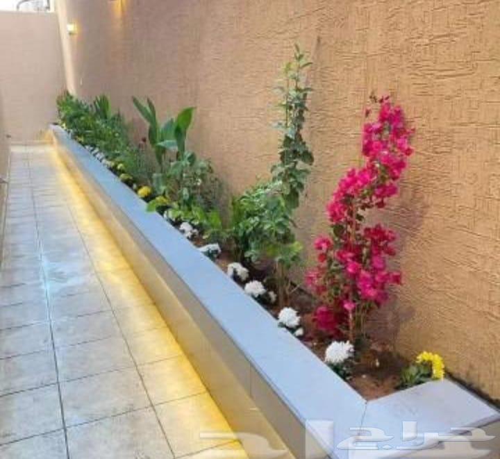 عشب طبيعي درجه اولي64441130996738113