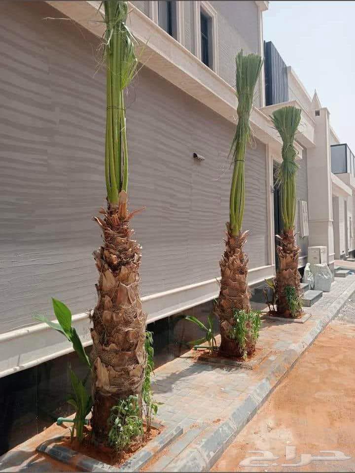Palm trees, Shantini, and first-class Arab with monthly maintenance64434863806977111