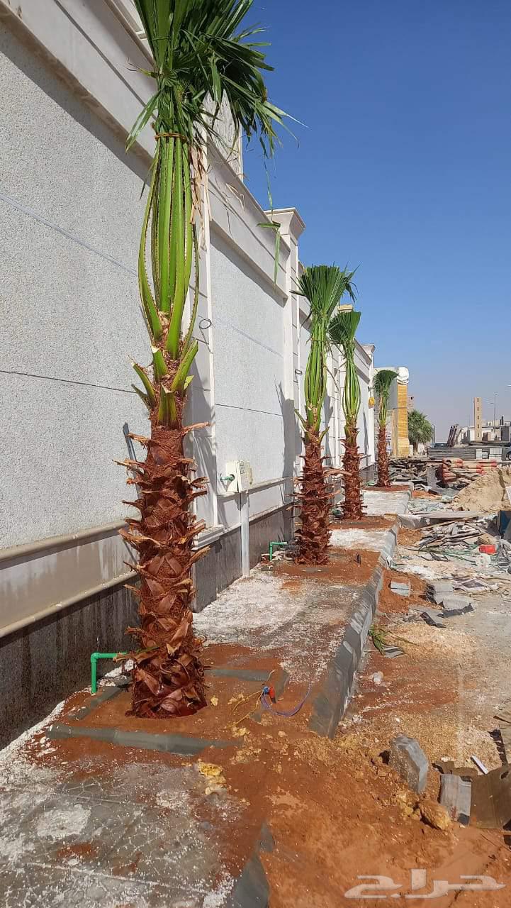 Palm trees, Shantini, and first-class Arab with monthly maintenance64434863806977110