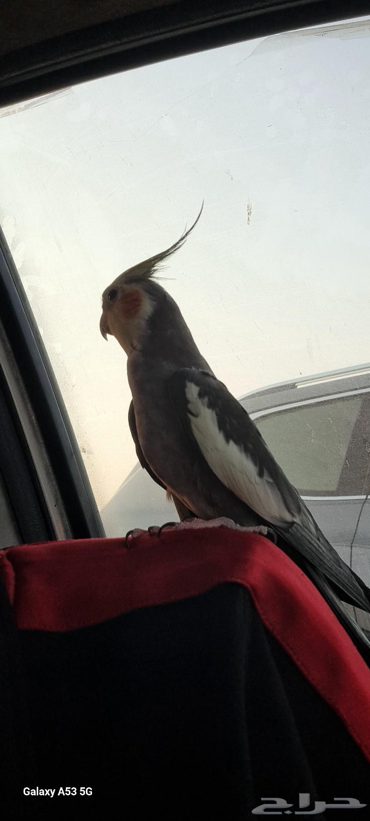 عرض خاص كروانين جوز زكر ونثى اليفين64439609865089111